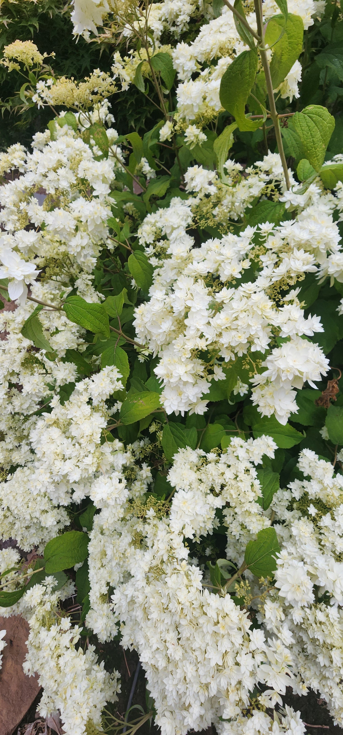 Hydrangea Arborescens Hayes Starburst
