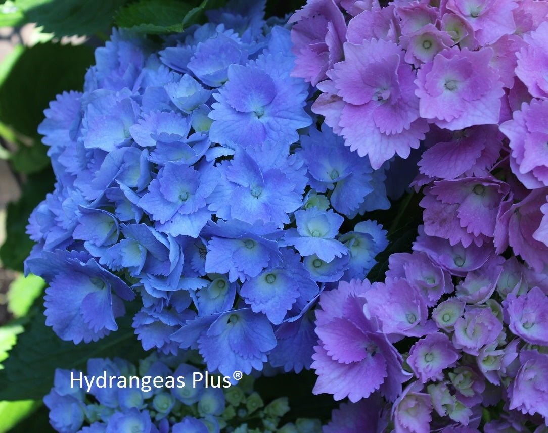 Hydrangea Macrophylla Altona Hydrangeas Plus