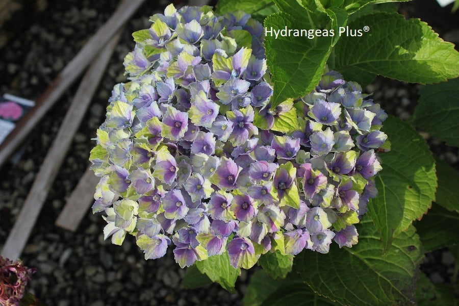 Hydrangea Macrophylla Magical® Amethyst Hydrangeas Plus