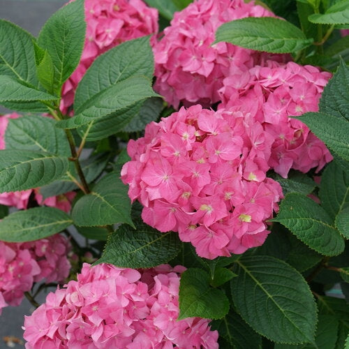 Hydrangea Macrophylla Let's Dance ¡Arriba!®™