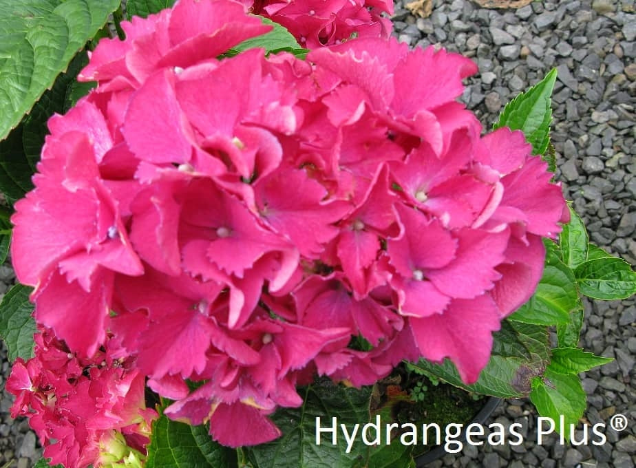 Hydrangea Macrophylla Bottstein