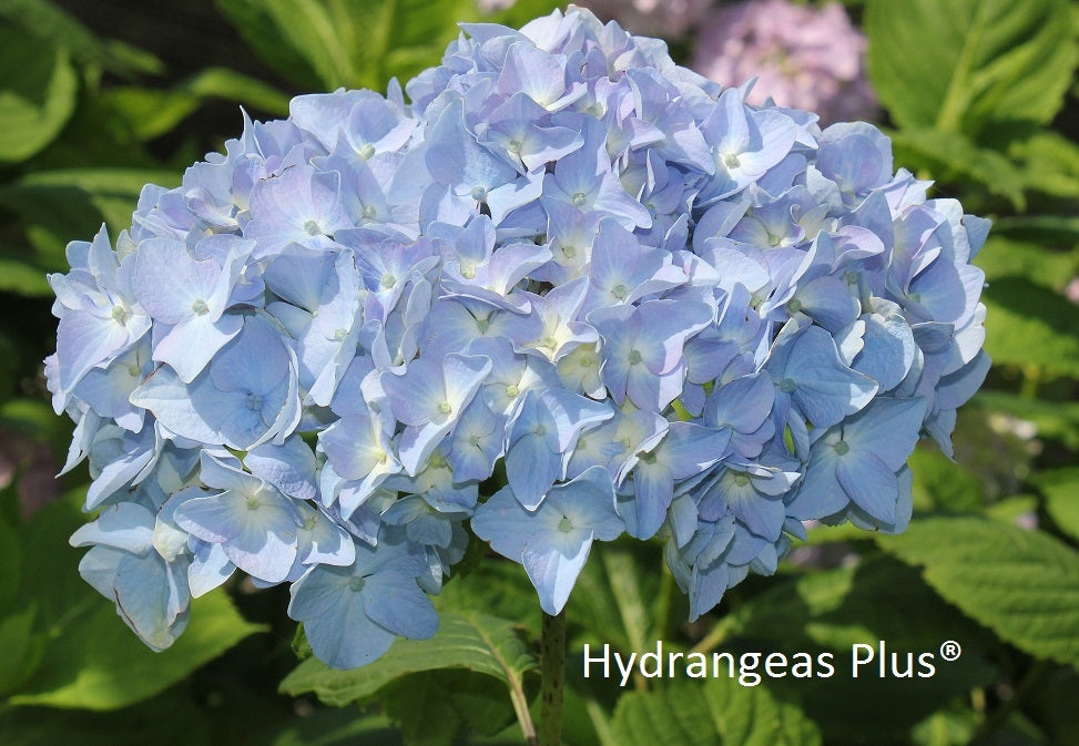 Hydrangea Macrophylla Bouquet Rose Hydrangeas Plus