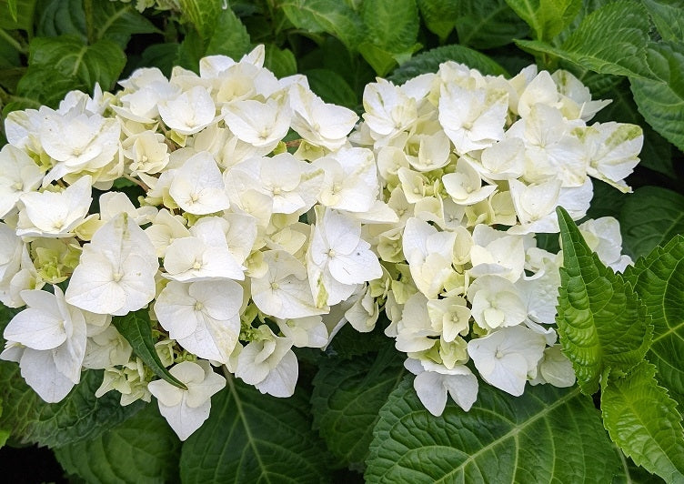 Hydrangea Macrophylla Breena Giorgia