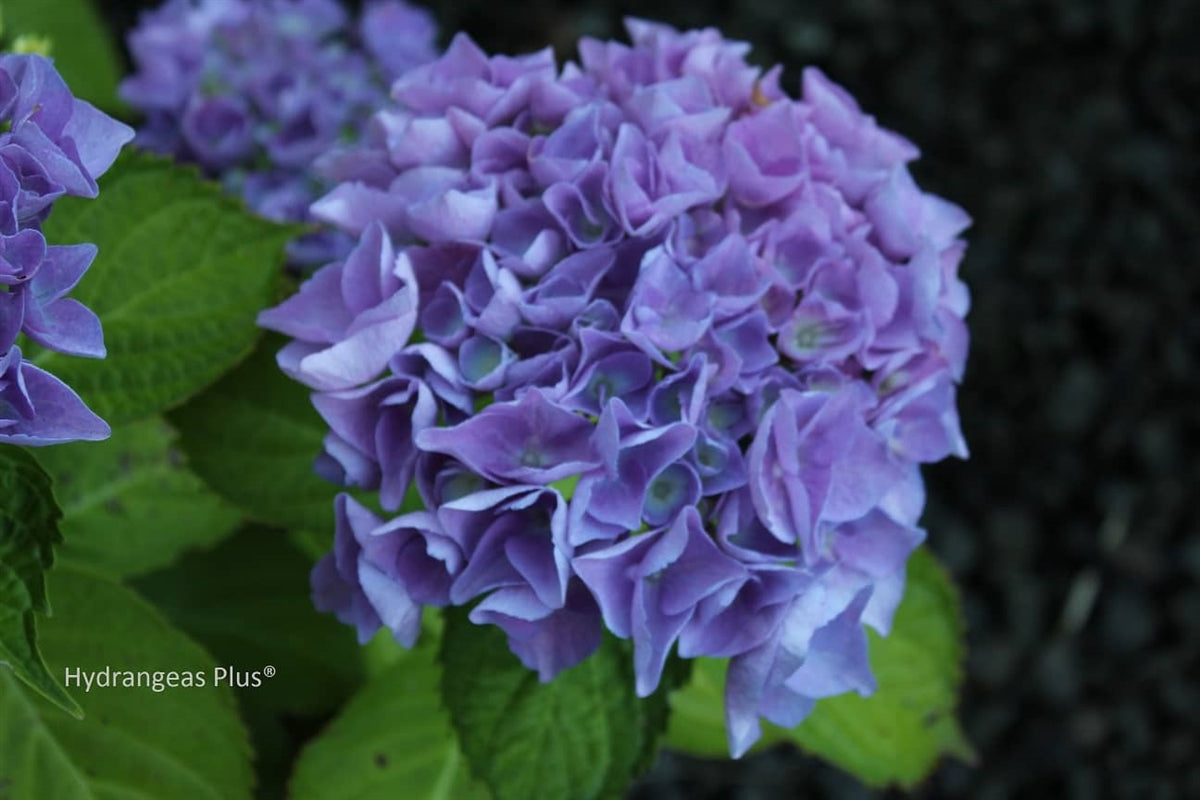 Hydrangea Macrophylla Brestenburg