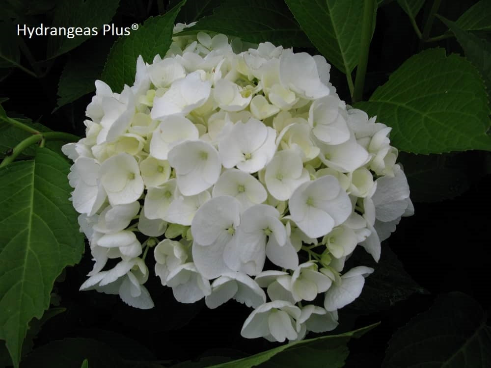 Hydrangea Macrophylla Bridal Bouquet Hydrangeas Plus