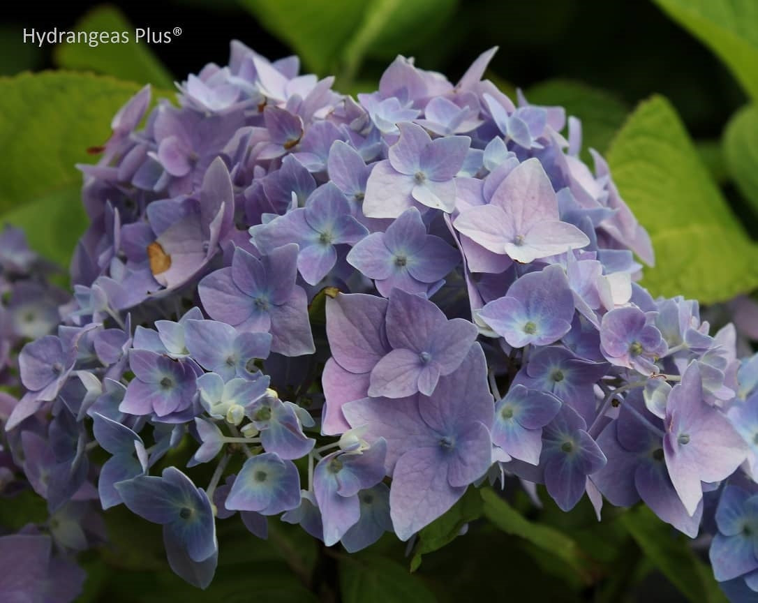 Hydrangea Macrophylla David Ramsey