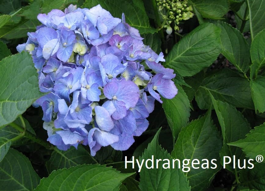 Hydrangea Macrophylla Deutschland