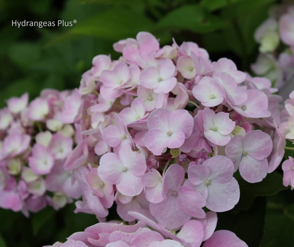 Hydrangea Macrophylla Domotoi Hydrangeas Plus