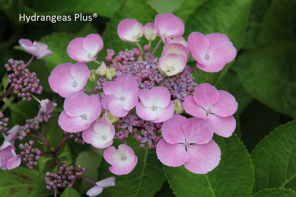 Hydrangea Macrophylla Elster