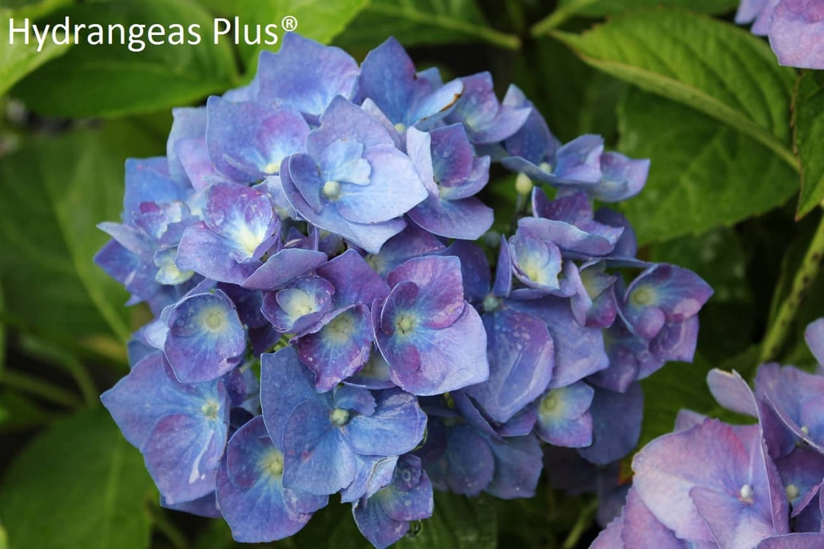 Hydrangea Macrophylla Enziandom