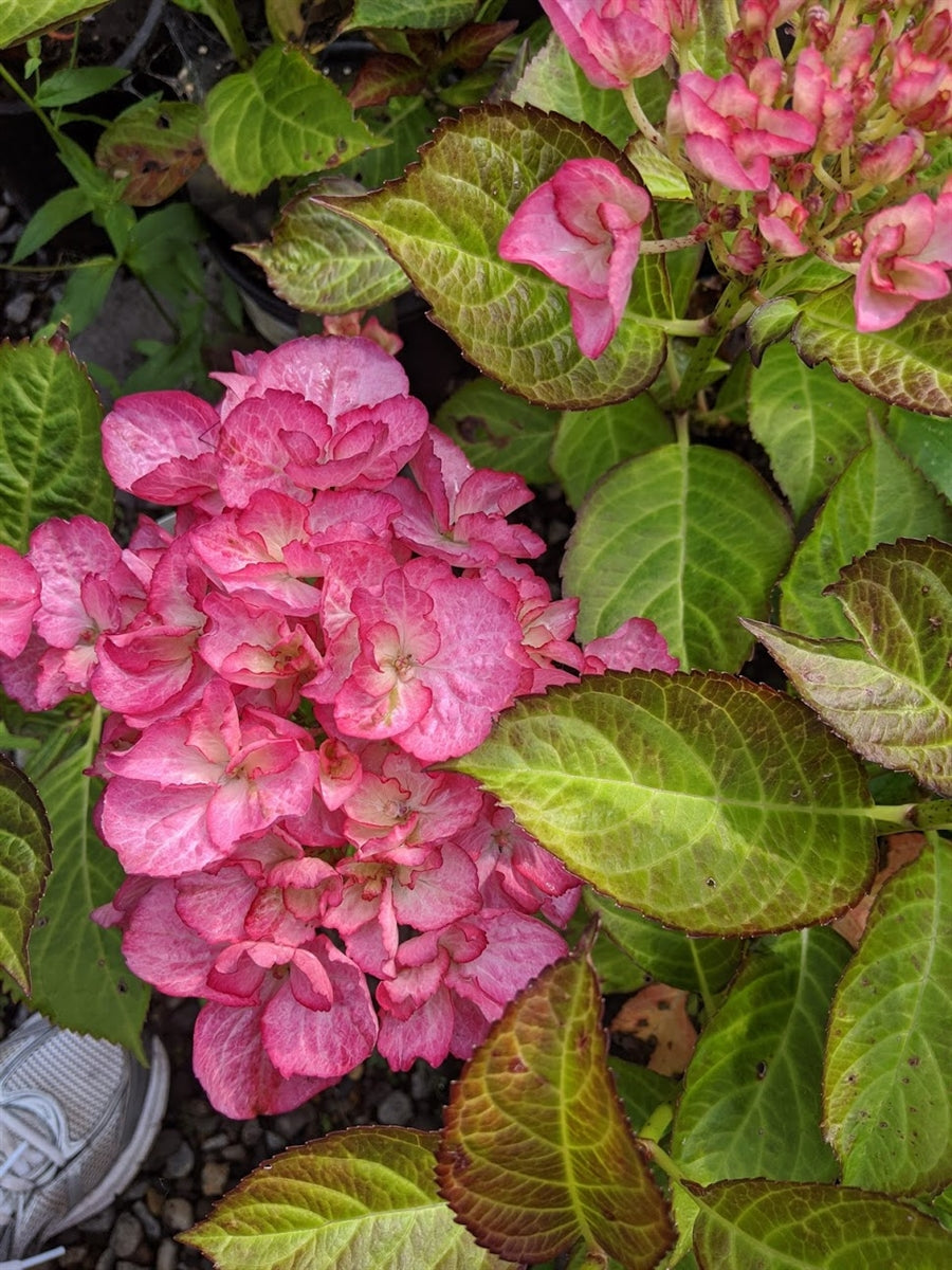Hydrangea Macrophylla FireFly