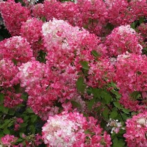 Hydrangea Paniculata Fraise Melba
