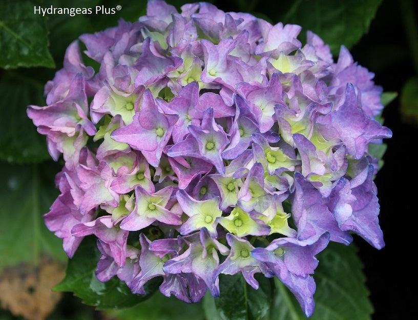 Hydrangea Macrophylla Frenchie