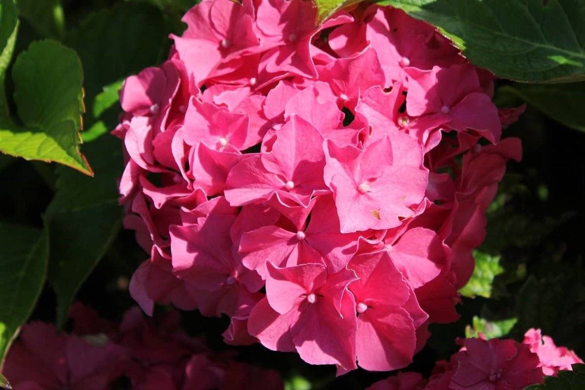 Hydrangea Macrophylla Freudenstein
