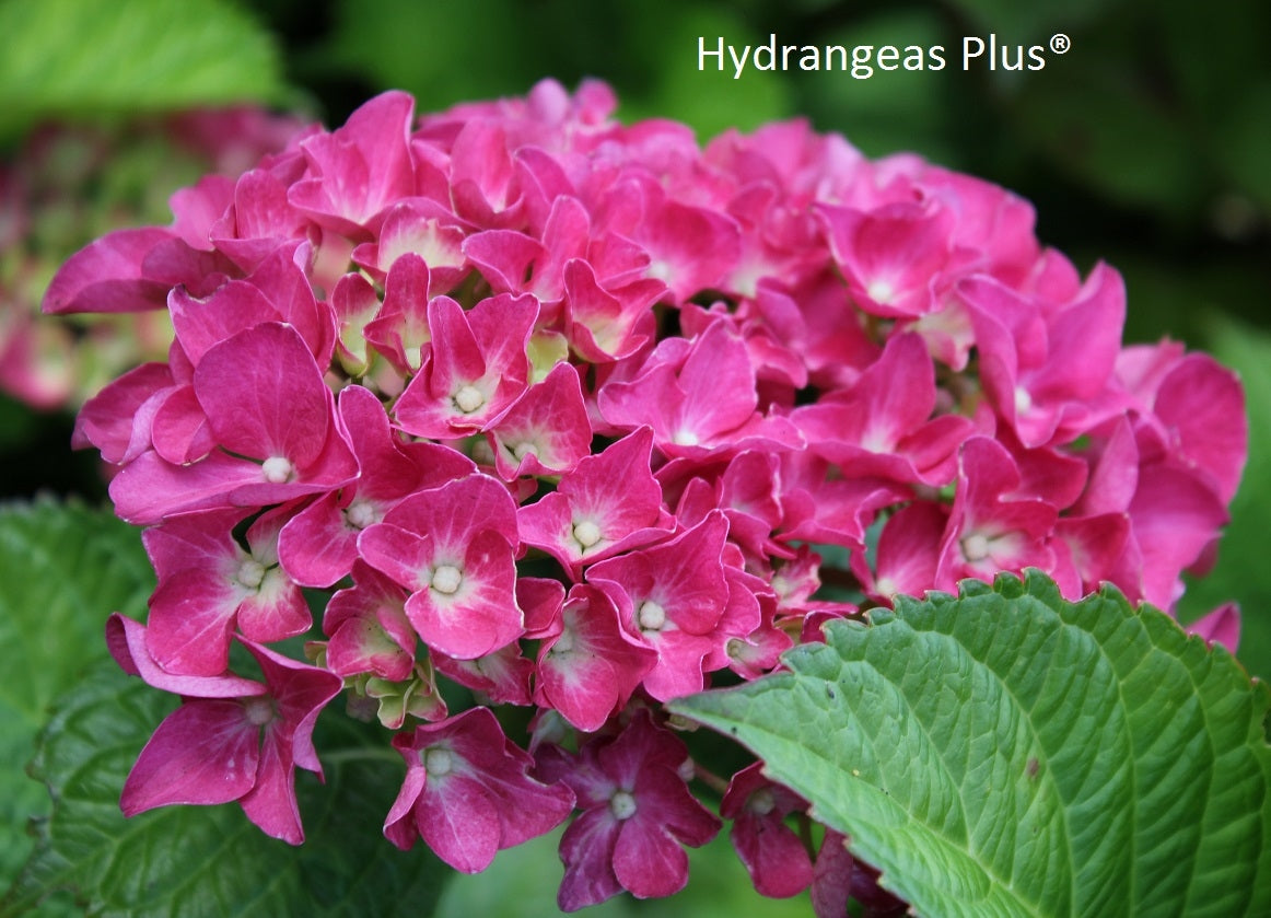 Hydrangea Macrophylla Konigstein Hydrangeas Plus