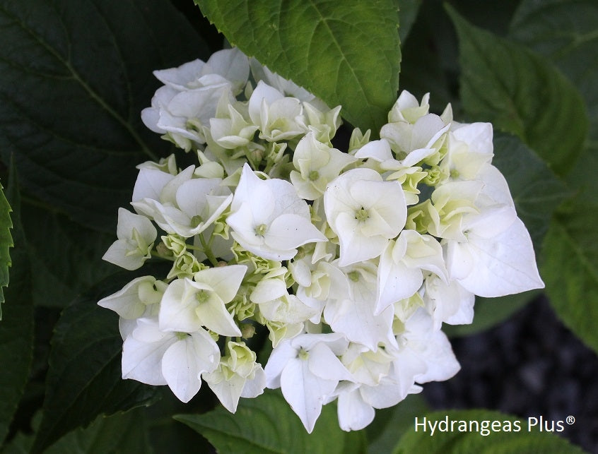 Hydrangea Macrophylla Le Cygne Hydrangeas Plus