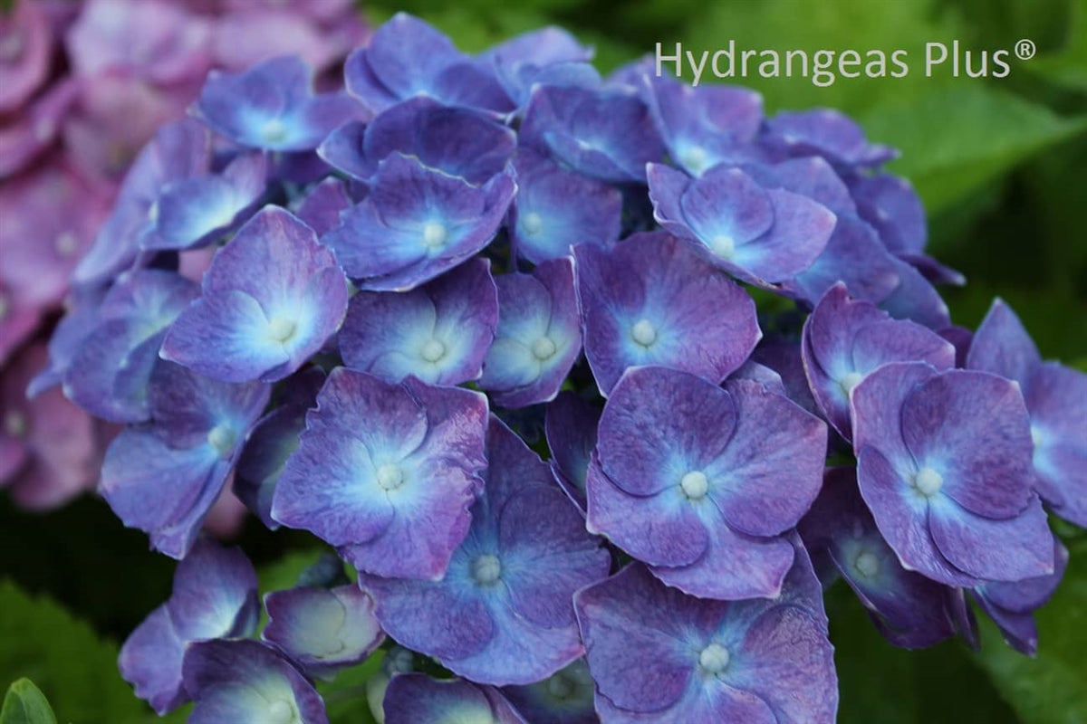 Hydrangea Macrophylla Merritt's Beauty Hydrangeas Plus