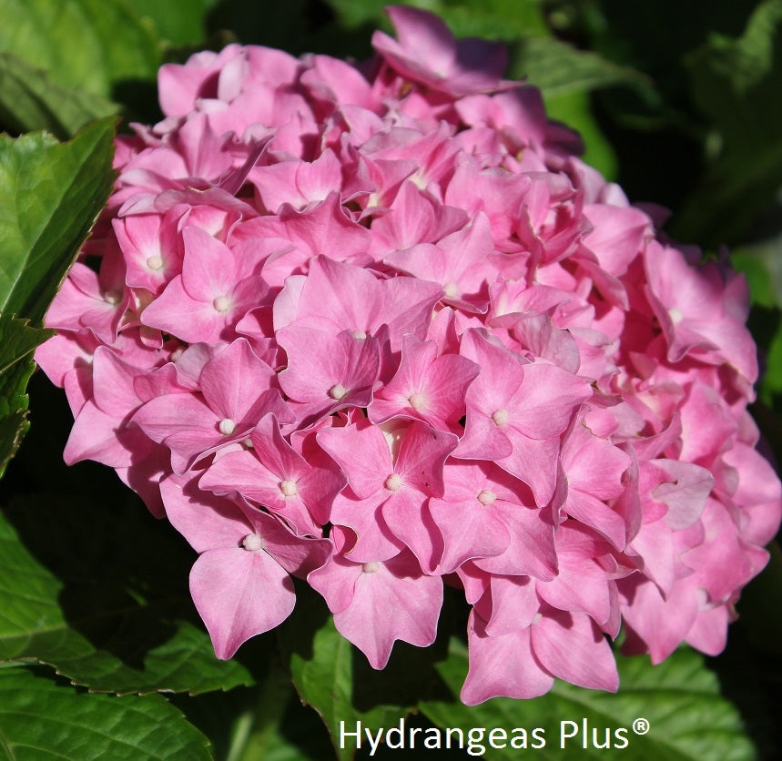 Hydrangea Macrophylla Merveille Hydrangeas Plus