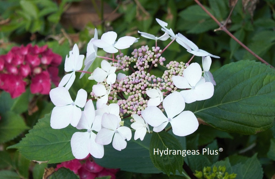 Hydrangea Macrophylla Midnight Dutchess® Royal Majestics®