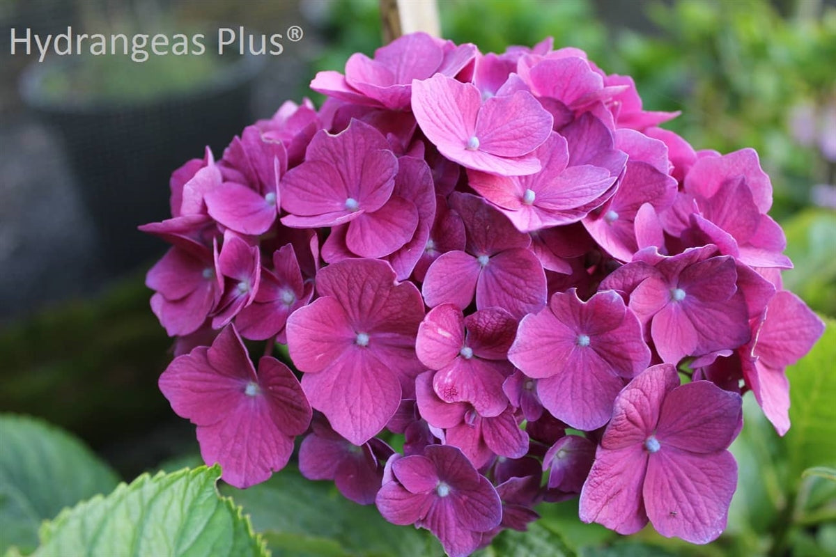 Hydrangea Macrophylla Montforte Pearl Hydrangeas Plus