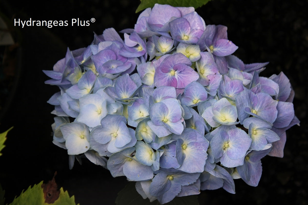 Hydrangea Macrophylla Peacock (Onyx) Hydrangeas Plus