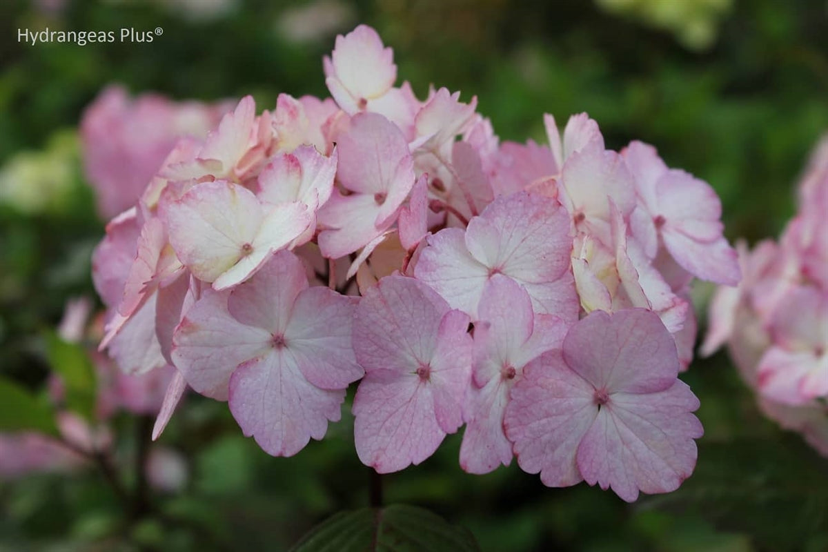 Hydrangea Serrata Preziosa