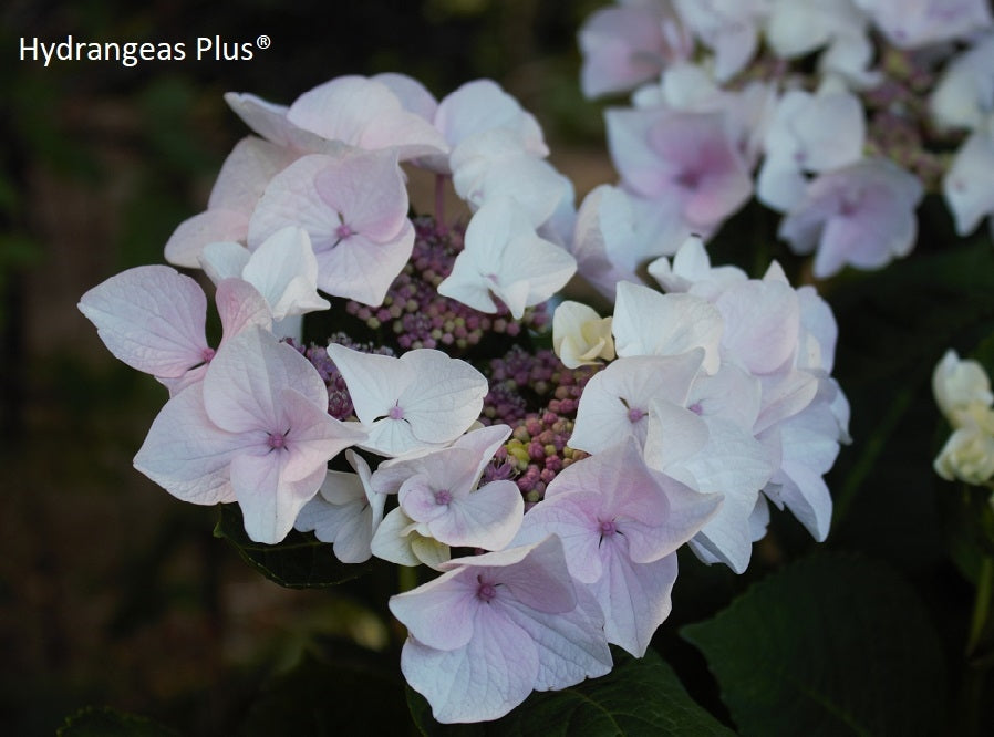 Hydrangea Macrophylla Princess Lace® Royal Majestics® Hydrangeas Plus