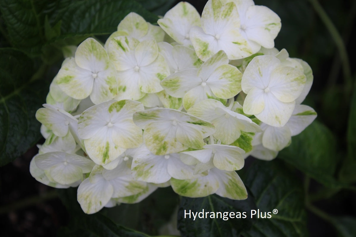 Hydrangea Macrophylla Queen of Pearls® Royal Majestics® Hydrangeas Plus