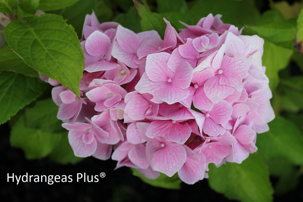 Hydrangea Macrophylla Schnadendorf Pearl Hydrangeas Plus