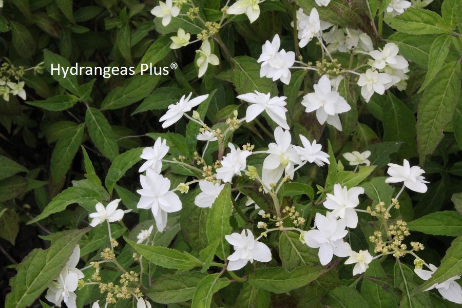 Hydrangea Serrata Shirofuji