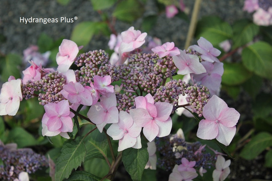 Hydrangea Macrophylla TwistnShout® Endless Summer® Hydrangeas Plus