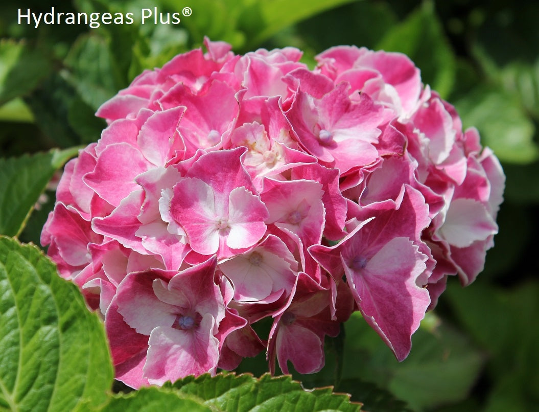 Hydrangea Macrophylla Vanilla Swirl Hydrangeas Plus