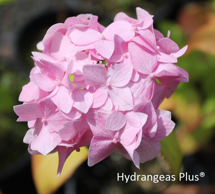 Hydrangea Macrophylla Yuki Temari