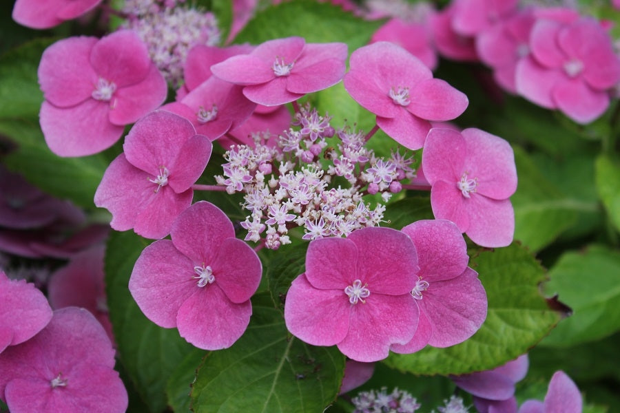 Hydrangea Macrophylla Zaunkoenig
