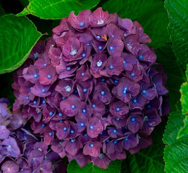 Hydrangea Macrophylla Drama Queen
