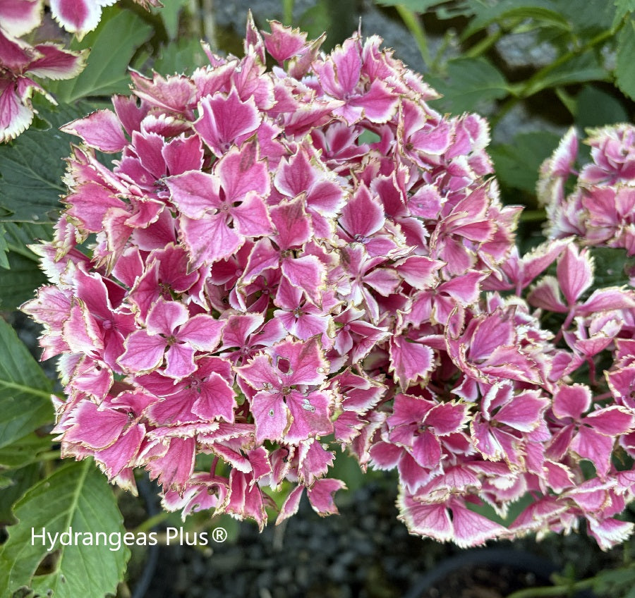Hydrangea Macrophylla Angel