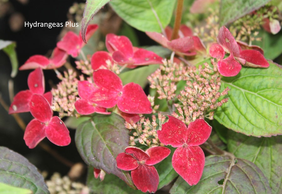 Hydrangea Serrata Beni
