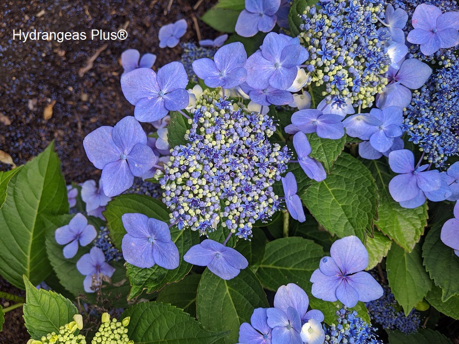 Hydrangea Macrophylla Blue Wave (Lace-cap Hydrangea) - Pack of 1