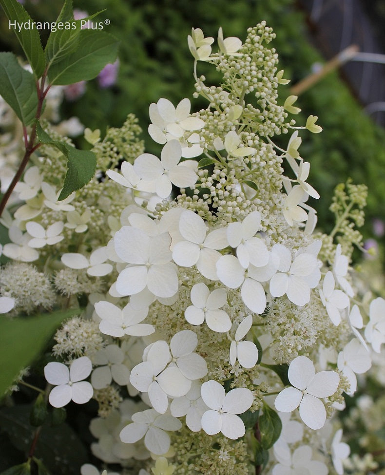 Hydrangea Paniculata