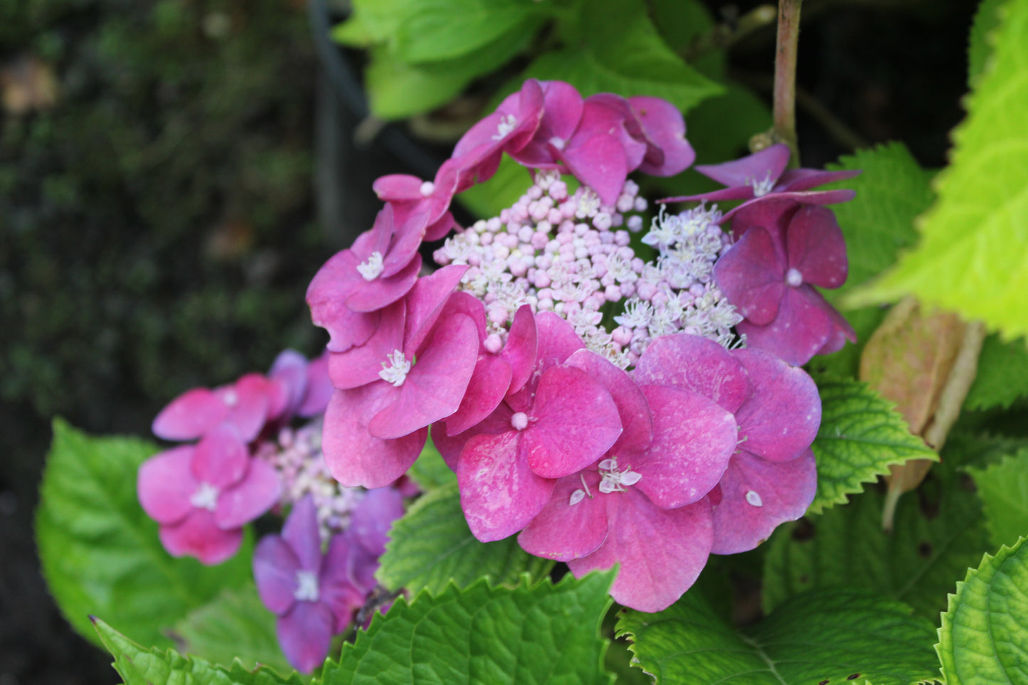 Hydrangea Macrophylla Fasan