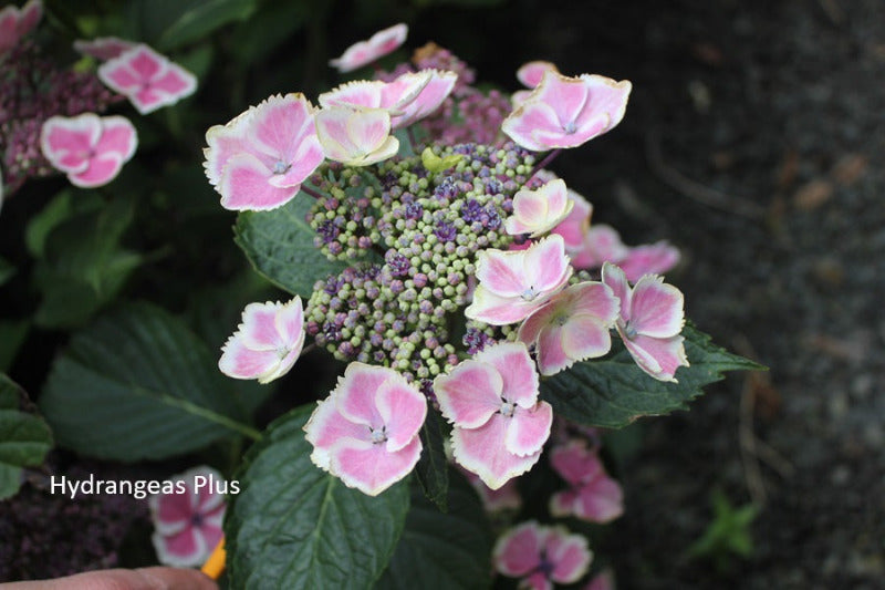 Hydrangea Macrophylla Halo