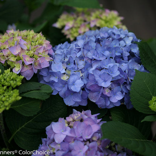 Hydrangea Macrophylla Rhythmic Blue