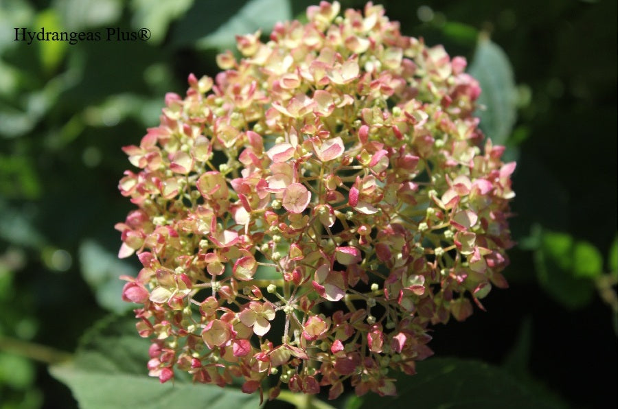 Hydrangea Arborescens Marshmallow