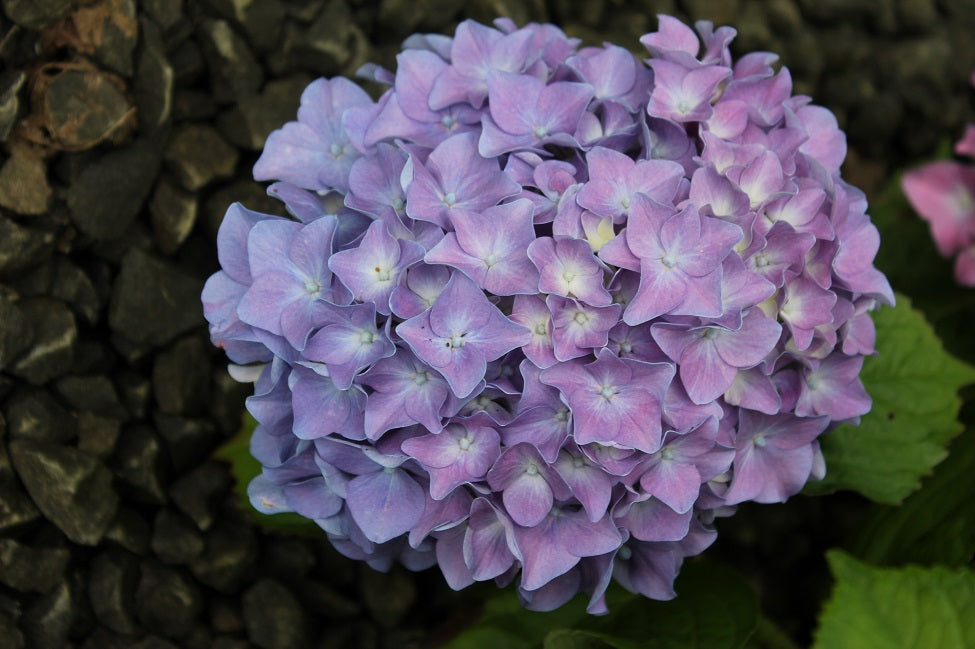 Hydrangea Macrophylla Merveille