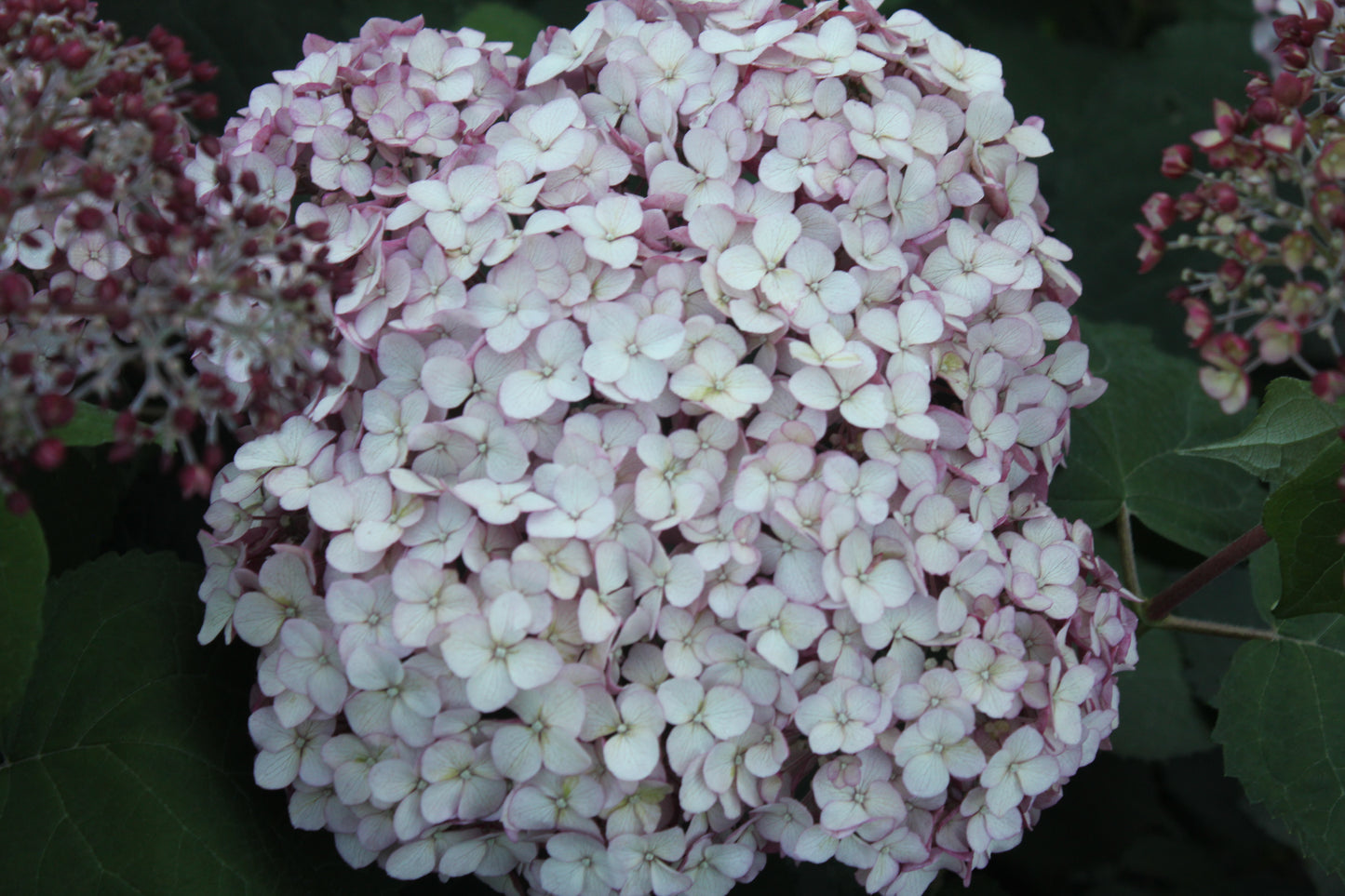 Hydrangea Arborescens Mini Mauvette®