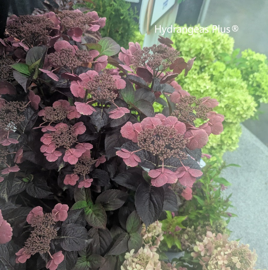 Hydrangea Serrata Pink Dynamo