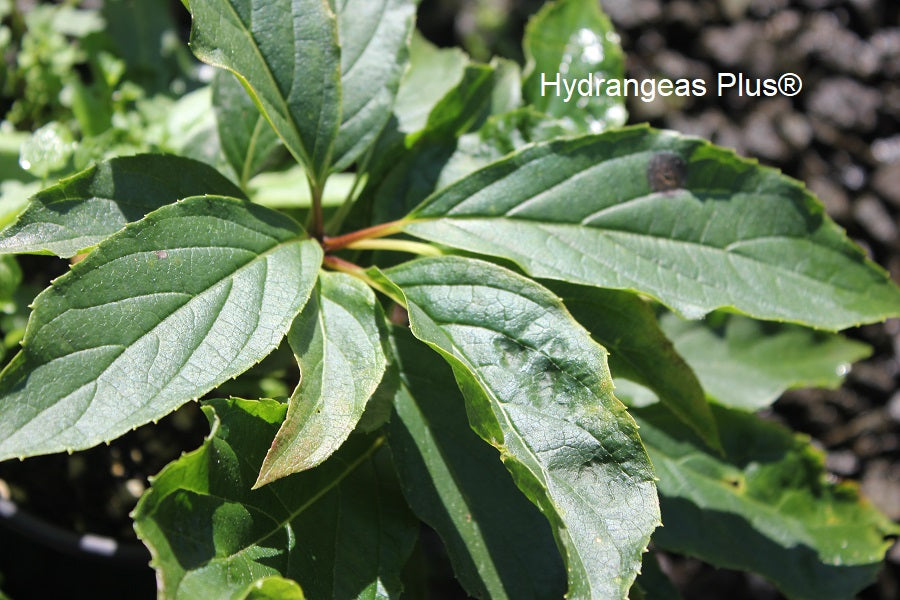 Hydrangea Paniculata Praecox