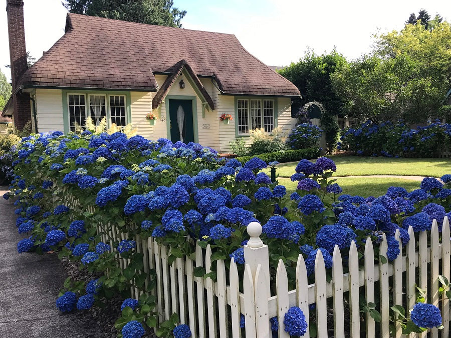 Hydrangea Macrophylla Enziandom