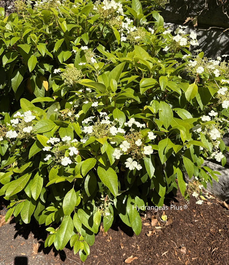 Hydrangea Seamanii