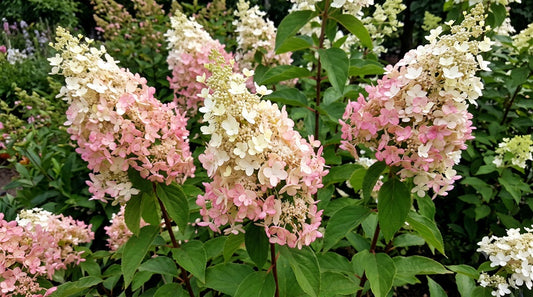 Hydrangea Paniculata Confetti
